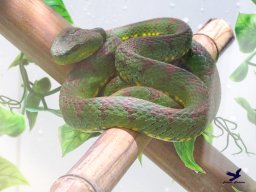 Tiergarten Schönbrunn am 20.10.2025